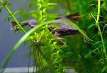 Fr&ouml;sche im Aquarium - Foto: Andrea Warnecke/dpa-tmn