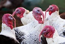 Truth&auml;hne - Foto: Jane Barlow/PA Wire/dpa