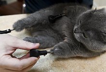 Katze mit vier Titanpfoten - Foto: Alexandr Kryazhev/Sputnik/dpa