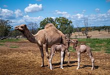 Kamele wurden seit den 1840er Jahren aus Indien, Afghanistan und von der arabischen Halbinsel nach Down Under eingeführt. Heute gelten die beeindruckenden Lastentiere als Plage. - Tim Vermey/Summer Land Camels/dpa