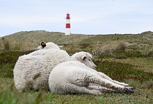 Stella Kinne bewacht Schafe und Seehunde auf Sylt - Lea Sarah Albert/dpa