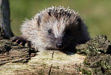 Ein Igel in einem Garten - Patrick Pleul/dpa/dpa-tmn