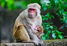 Rhesus-Affenbaby - Md Rafayat Haque Khan/ZUMA Press Wire/dpa
