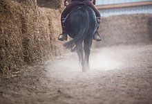 Pferd auf der Koppel - Foto: Christin Klose/dpa-tmn