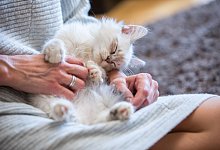 Frau streichelt eine Katze - Christin Klose/dpa-tmn