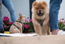 Hundeexperten warnen: Keine Tobe-Gruppen f&uuml;r Welpen - Foto: Sebastian Gollnow/dpa/dpa-tmn