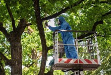 Aufwendige Bek&auml;mpfung - Foto: Lisa Ducret