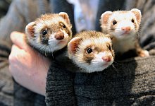 Drei Frettchen sitzen auf einem Arm - Foto: Mascha Brichta/dpa-tmn