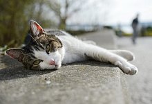 Katze - Foto: Felix K&auml;stle