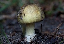 Schon in kleinen Mengen t&ouml;dlich - Foto: Klaus-Dietmar Gabbert/dpa-tmn