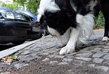 Schn&uuml;ffeln ist ein Grundbed&uuml;rfnis - Foto: picture alliance / dpa