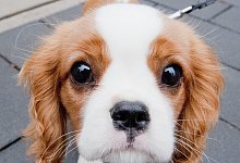 Hundeblick - Foto: Julian Stratenschulte/dpa