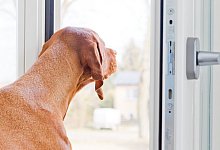 Hund ist Trumpf: Chef darf Arbeitszeit nicht willk&uuml;rlich &auml;ndern - Foto: Monique W&uuml;stenhagen/dpa Themendienst/dpa-tmn