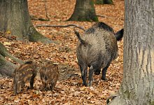 KINA_Wildschweine_in_19620678 - Uwe Zucchi