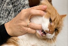 Von einer Katze gebissen - Foto: Andrea Warnecke