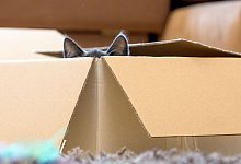 So einfach basteln Sie nachhaltiges Katzenspielzeug - Foto: Christin Klose/dpa-tmn/Illustration