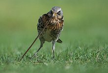 Eine Wacholderdrossel zieht einen Regenwurm aus Rasen. - Silas Stein/dpa/dpa-tmn