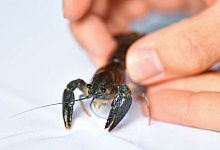 Gef&auml;hrdeter Edelkrebs - picture alliance / Uwe Anspach/dpa