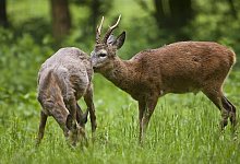 Unfallgefahr - FOTO: DPA