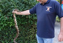 Exotische Schlange in Kärnten gefunden - Helga Happ/REPTILIENZOO via APA/dpa