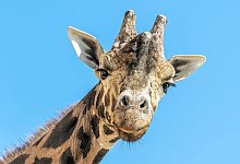 &Auml;ltester Giraffenbulle Europas - Foto: Daniel Zupanc/TIERGARTEN SCH&Ouml;NBRUNN/APA/dpa