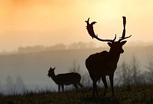 Damhirsch - Slavek Ruta/ZUMA Wire/dpa