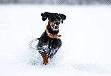 Hund im Schnee - Foto: Benjamin Nolte/dpa-tmn
