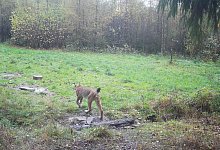 Luchs-Nachweis im Sauerland - -/Landesamt f&uuml;r Natur, Umwelt und Klima NRW/dpa