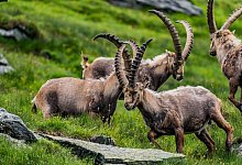 Herde Steinb&ouml;cke im Nationalpark Hohe Tauern - Nationalpark Hohe Tauern/dpa-tmn