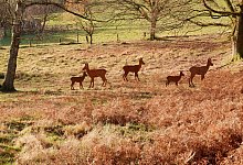Stahlskulpturen - Lorraine Brinkmann