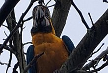 Gelbbrustara Lilli - Fotorechte: Kati Leichsenring