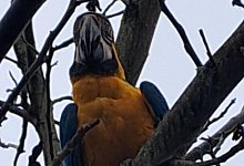 Gelbbrustara Lilli - 1 - Fotorechte: Kati Leichsenring