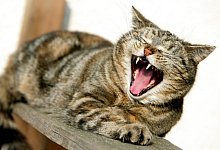 Kann Steuervorteile bringen - Foto: dpa