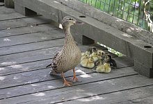 Ente - Symbolbild: Pixabay.com