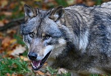 Wolf in Niedersachsen - Foto: Swen Pf&ouml;rtner/dpa