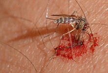 Viele M&uuml;cken in diesem Sommer - Foto: Patrick Pleul/dpa-Zentralbild/dpa