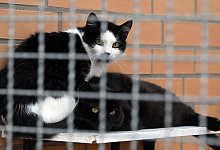 Zur Ferienzeit landen viele Haustiere im Heim - Federico Gambarini/dpa