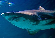 Sandtigerhai - Stefan Sauer/dpa