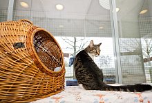 Katze - Foto: Inga Kjer