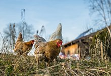 H&uuml;hner - Symbolbild: Pixabay