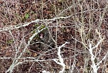 Kingussie Kong - BH Wildlife Consultancy/PA Media/dpa