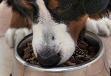 Wenn der Hund pl&ouml;tzlich nicht mehr frisst - Foto: Peer Grimm