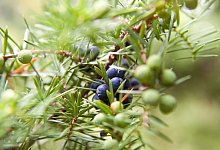 Wacholder - Foto: Andrea Warnecke