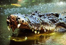 Krokodil - Foto: Brian Cassey/AAP/dpa