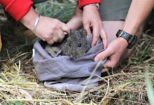 Kaninchenk&auml;nguru - Australian Reptile Park/Aussie Ark/dpa
