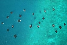 Riffmantas - Edy Setyawan/Waipapa Taumata Rau, University of Auckland./dpa