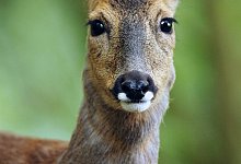 Reh im Wald - Foto: Silke Heyer/dpa-tmn