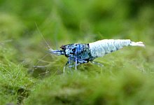 Garnelen - Foto: Andrea Warnecke