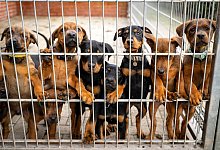 Hunde lehnen am Gitter eines Zwingers - Sina Schuldt/dpa