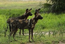 Mehr als 500 vom Aussterben bedrohte Afrikanische Wildhunde leben im Ruaha-Nationalpark in Tansania. - Asilia Afrika/dpa
